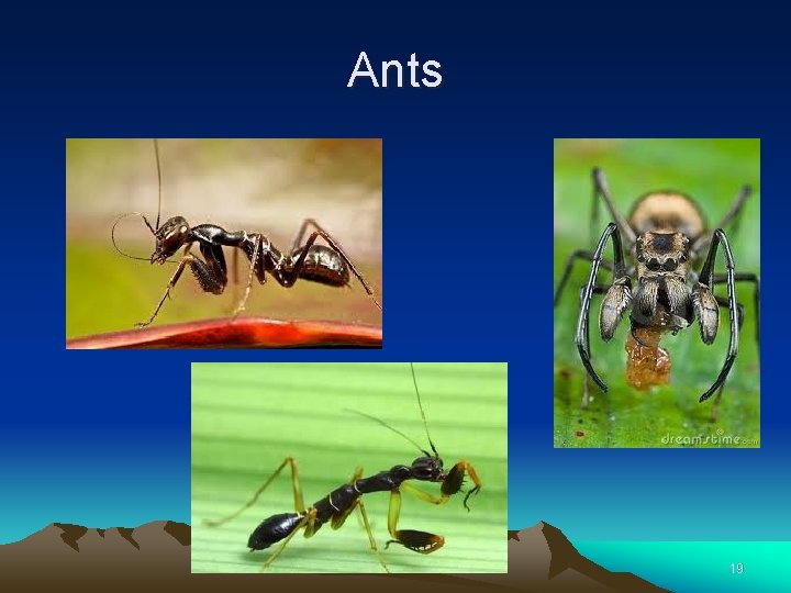 Ants 19 