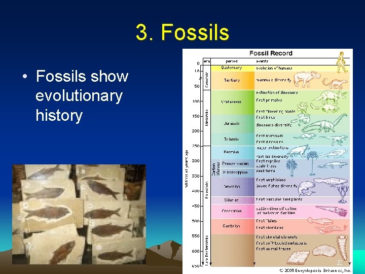 3. Fossils • Fossils show evolutionary history 22 