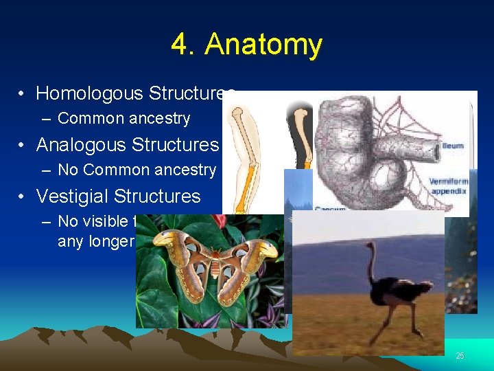 4. Anatomy • Homologous Structures – Common ancestry • Analogous Structures – No Common