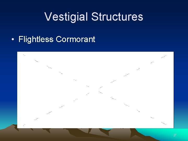 Vestigial Structures • Flightless Cormorant 27 