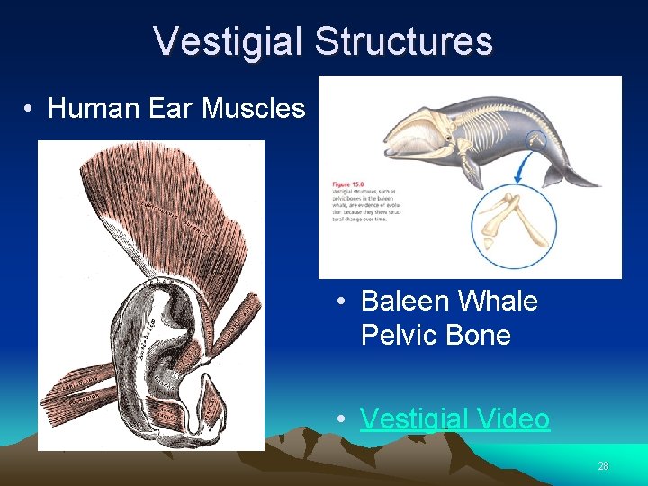 Vestigial Structures • Human Ear Muscles • Baleen Whale Pelvic Bone • Vestigial Video