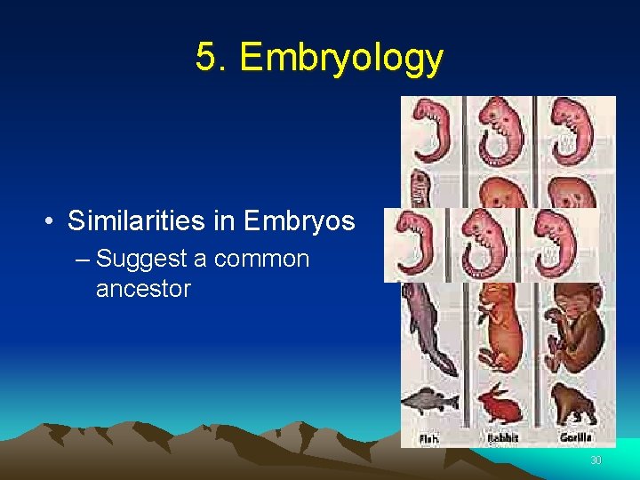 5. Embryology • Similarities in Embryos – Suggest a common ancestor 30 