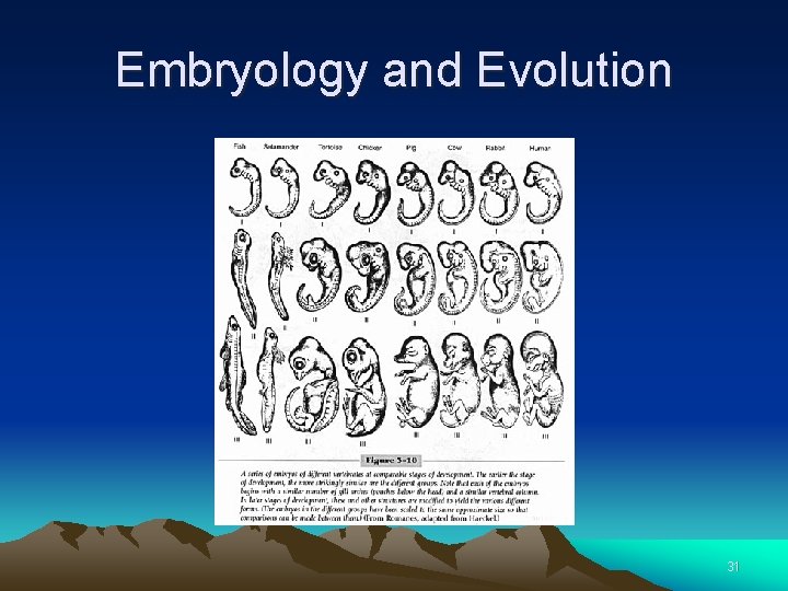 Embryology and Evolution 31 