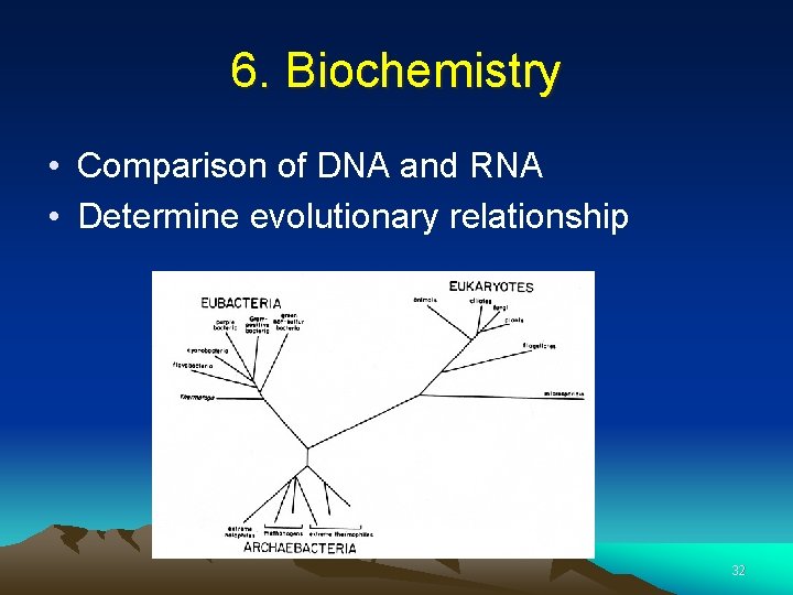 6. Biochemistry • Comparison of DNA and RNA • Determine evolutionary relationship 32 