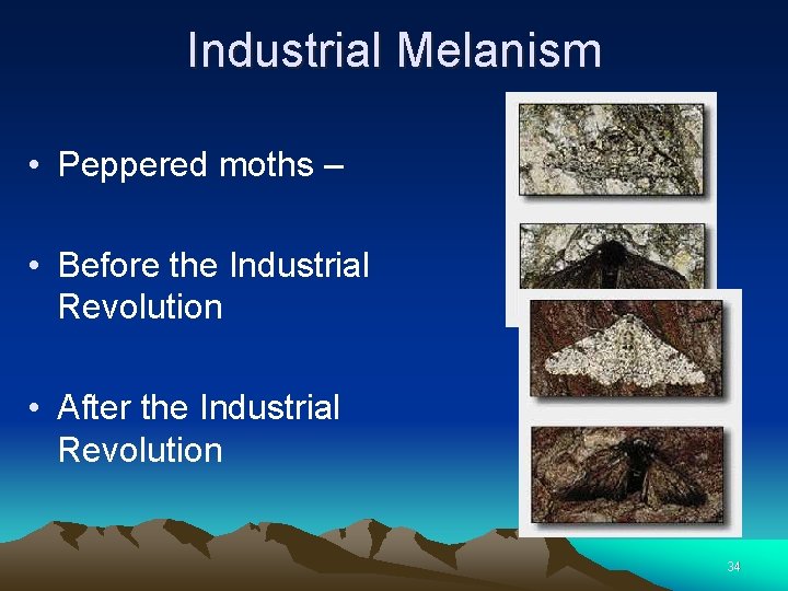 Industrial Melanism • Peppered moths – • Before the Industrial Revolution • After the