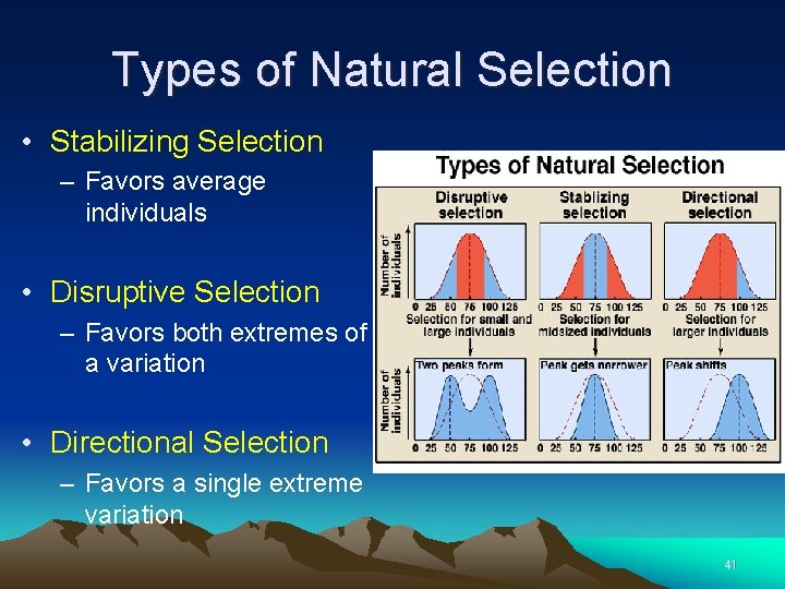 Types of Natural Selection • Stabilizing Selection – Favors average individuals • Disruptive Selection