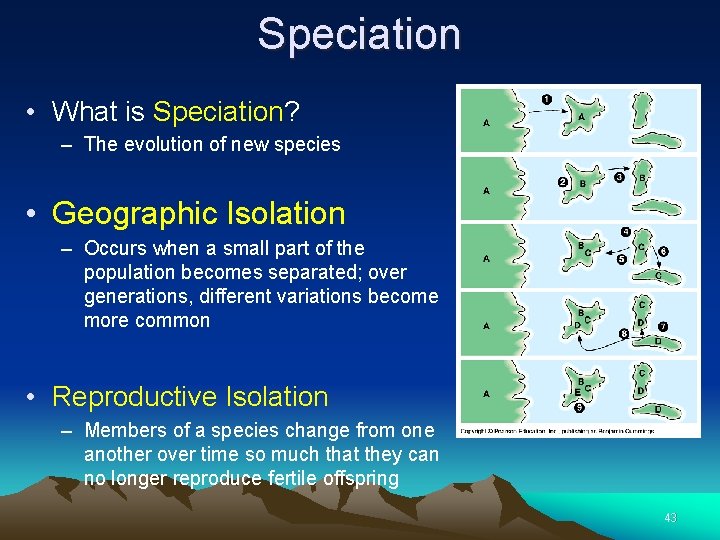 Speciation • What is Speciation? – The evolution of new species • Geographic Isolation