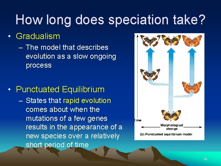 How long does speciation take? • Gradualism – The model that describes evolution as
