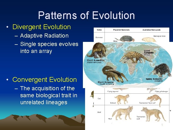Patterns of Evolution • Divergent Evolution – Adaptive Radiation – Single species evolves into
