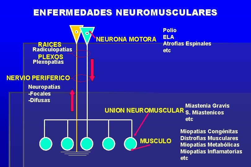 ENFERMEDADES NEUROMUSCULARES RAICES Radiculopatías NEURONA MOTORA Polio ELA Atrofias Espinales etc PLEXOS Plexopatías NERVIO