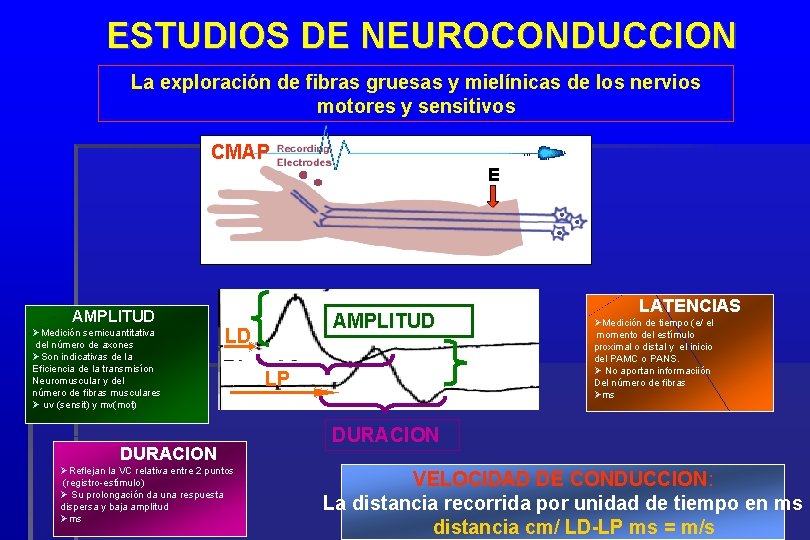 ESTUDIOS DE NEUROCONDUCCION La exploración de fibras gruesas y mielínicas de los nervios motores