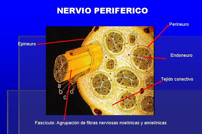 NERVIO PERIFERICO Perineuro Epineuro Endoneuro Tejido conectivo Fascículo: Agrupación de fibras nerviosas mielínicas y