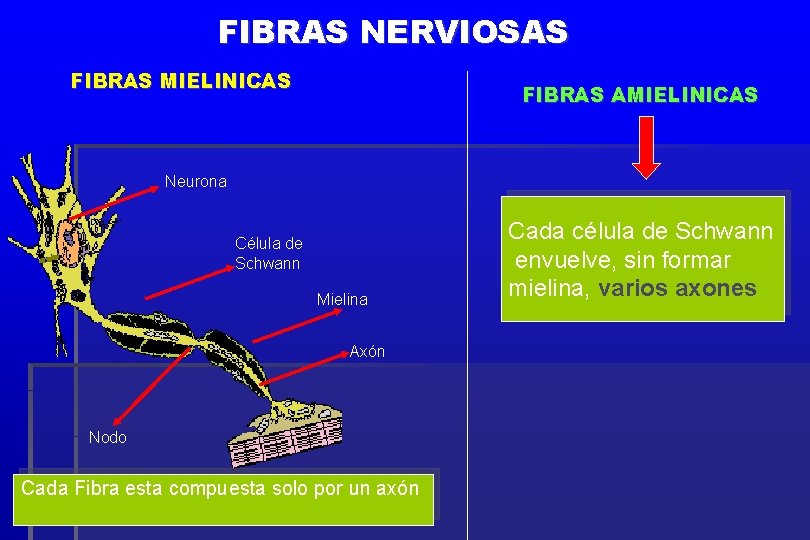FIBRAS NERVIOSAS FIBRAS MIELINICAS FIBRAS AMIELINICAS Neurona Célula de Schwann Mielina Axón Nodo Cada