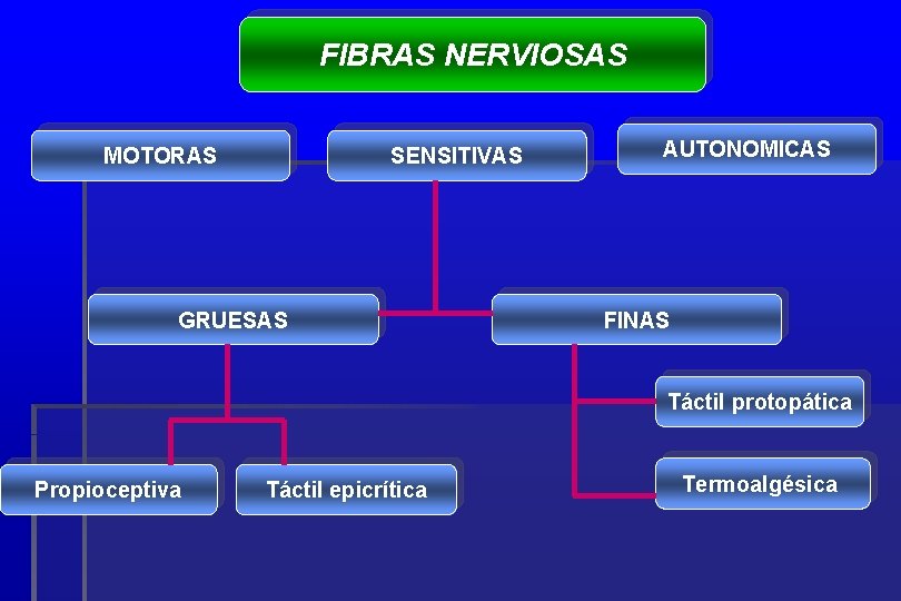 FIBRAS NERVIOSAS MOTORAS SENSITIVAS GRUESAS AUTONOMICAS FINAS Táctil protopática Propioceptiva Táctil epicrítica Termoalgésica 
