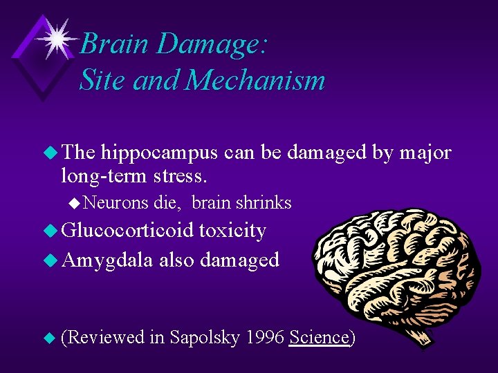 Brain Damage: Site and Mechanism u The hippocampus can be damaged by major long-term