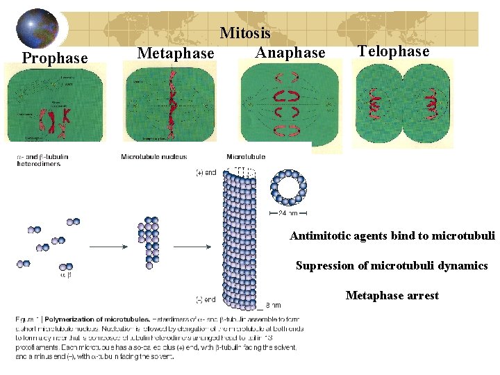 Prophase Mitosis Anaphase Metaphase Telophase Antimitotic agents bind to microtubuli Supression of microtubuli dynamics