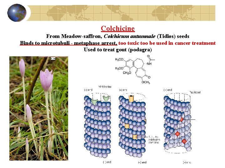 Colchicine From Meadow-saffron, Colchicum autumnale (Tidløs) seeds Binds to microtubuli - metaphase arrest, too