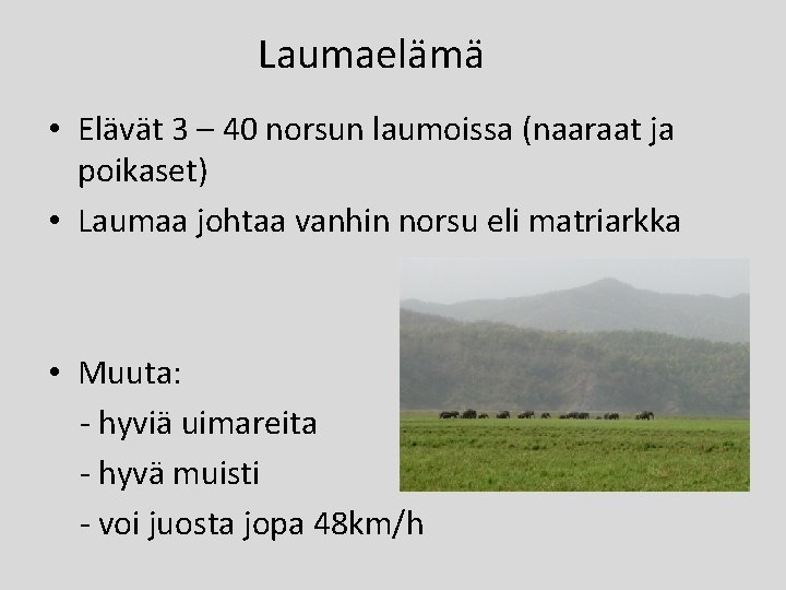 Laumaelämä • Elävät 3 – 40 norsun laumoissa (naaraat ja poikaset) • Laumaa johtaa