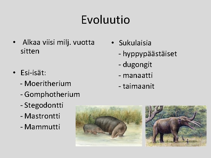 Evoluutio • Alkaa viisi milj. vuotta sitten • Esi-isät: - Moeritherium - Gomphotherium -