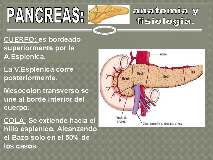 CUERPO: es bordeado superiormente por la A. Esplenica. La V. Esplenica corre posteriormente. Mesocolon