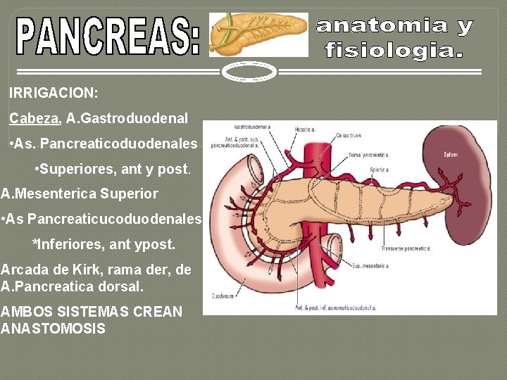 IRRIGACION: Cabeza, A. Gastroduodenal • As. Pancreaticoduodenales • Superiores, ant y post. A. Mesenterica