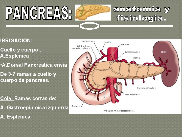 IRRIGACION: Cuello y cuerpo: , A. Esplenica • A. Dorsal Pancreatica envia De 3