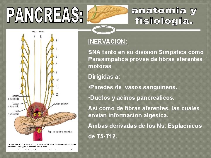 INERVACION: SNA tanto en su division Simpatica como Parasimpatica provee de fibras eferentes motoras