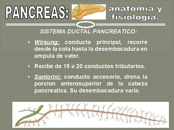 SISTEMA DUCTAL PANCREATICO: • Wirsung: conducto principal, recorre desde la cola hasta la desembocadura