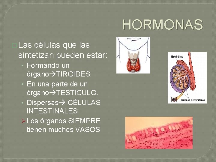 HORMONAS � Las células que las sintetizan pueden estar: • Formando un órgano TIROIDES.