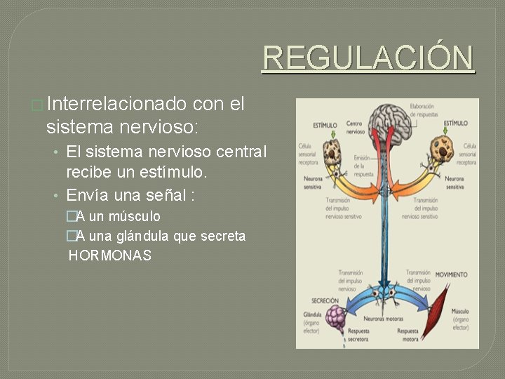 REGULACIÓN � Interrelacionado con el sistema nervioso: • El sistema nervioso central recibe un