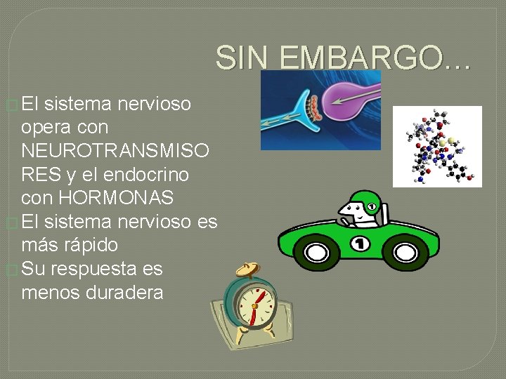 SIN EMBARGO… � El sistema nervioso opera con NEUROTRANSMISO RES y el endocrino con