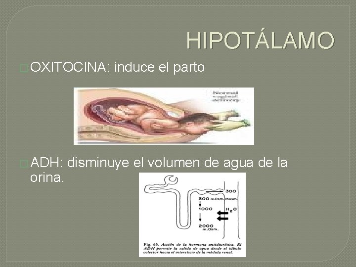 HIPOTÁLAMO � OXITOCINA: � ADH: orina. induce el parto disminuye el volumen de agua