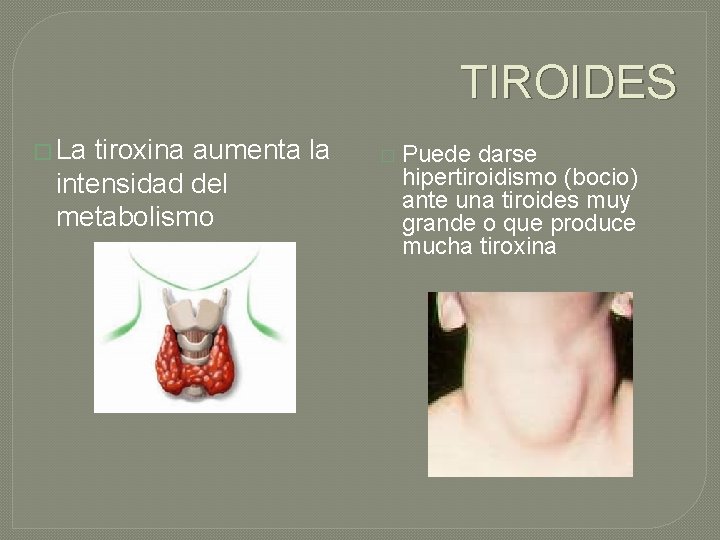 TIROIDES � La tiroxina aumenta la intensidad del metabolismo � Puede darse hipertiroidismo (bocio)