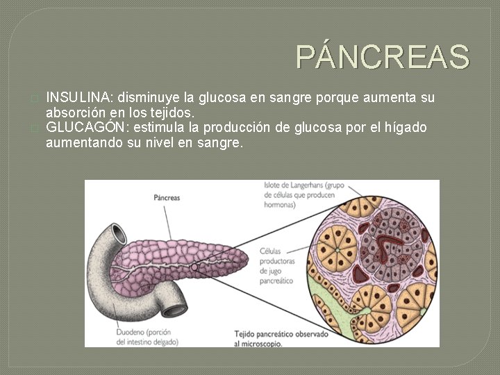 PÁNCREAS � � INSULINA: disminuye la glucosa en sangre porque aumenta su absorción en