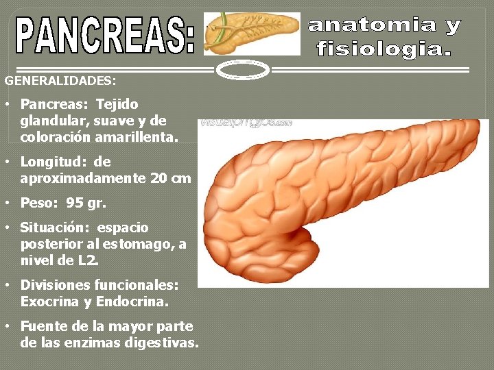 GENERALIDADES: • Pancreas: Tejido glandular, suave y de coloración amarillenta. • Longitud: de aproximadamente