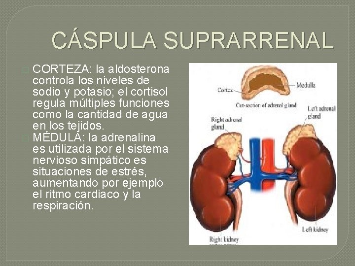 CÁSPULA SUPRARRENAL CORTEZA: la aldosterona controla los niveles de sodio y potasio; el cortisol