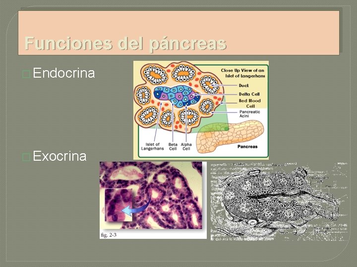 Funciones del páncreas � Endocrina � Exocrina 