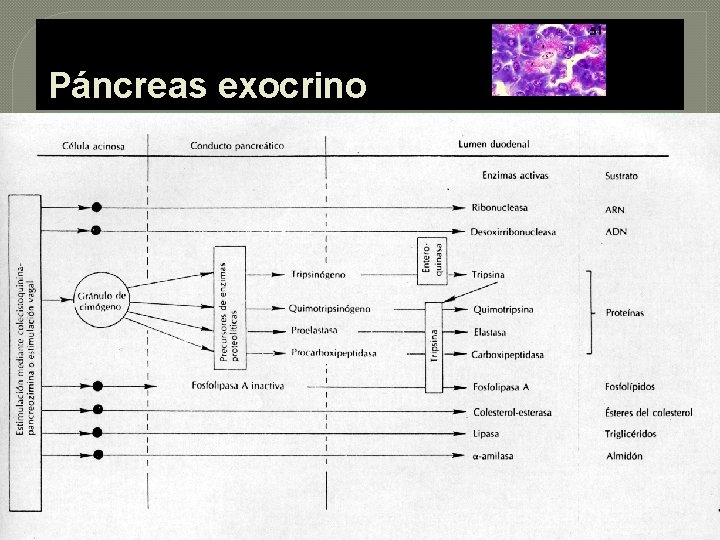 Páncreas exocrino 