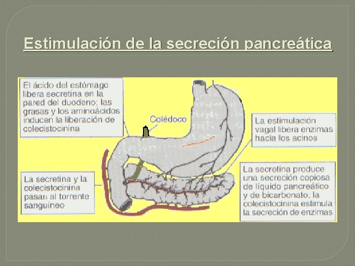 Estimulación de la secreción pancreática 