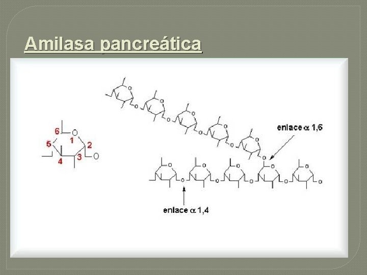 Amilasa pancreática 