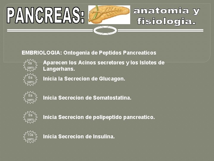 EMBRIOLOGIA: Ontogenia de Peptidos Pancreaticos 5 a sem Aparecen los Acinos secretores y los
