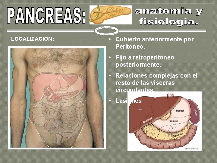 LOCALIZACION: • Cubierto anteriormente por Peritoneo. • Fijo a retroperitoneo posteriormente. • Relaciones complejas