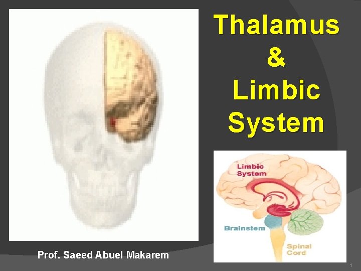 Thalamus & Limbic System Prof. Saeed Abuel Makarem 1 