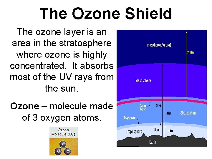 The Ozone Shield The ozone layer is an area in the stratosphere where ozone