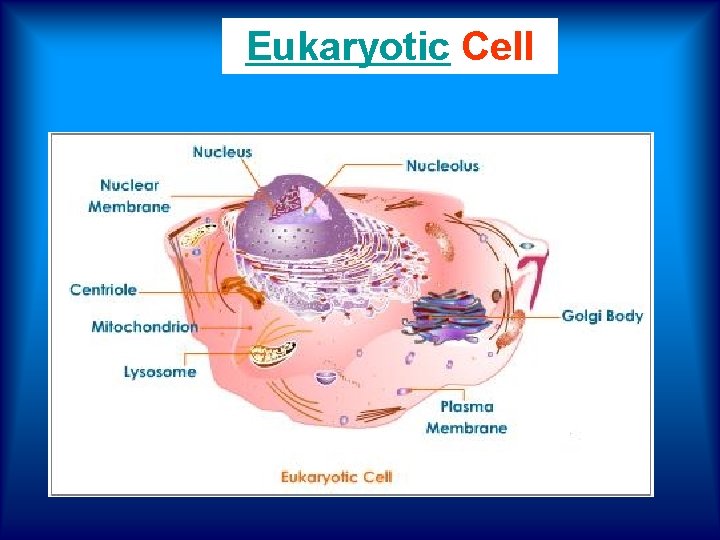 Eukaryotic Cell 