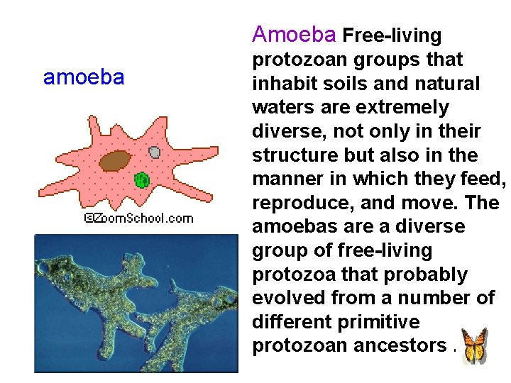 Amoeba Free-living amoeba protozoan groups that inhabit soils and natural waters are extremely diverse,