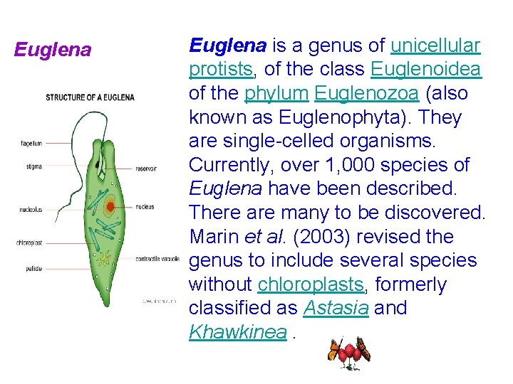 Euglena is a genus of unicellular protists, of the class Euglenoidea of the phylum