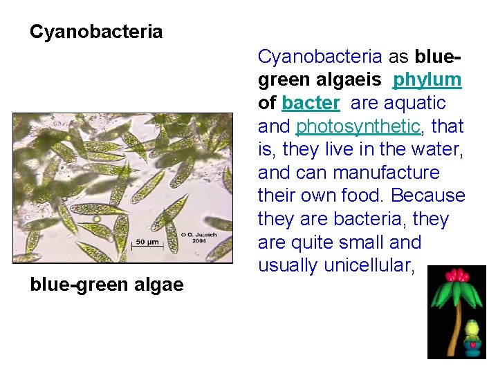 Cyanobacteria blue-green algae Cyanobacteria as bluegreen algaeis phylum of bacter are aquatic and photosynthetic,