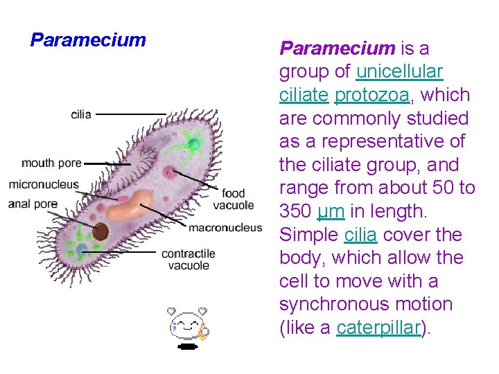 Paramecium is a group of unicellular ciliate protozoa, which are commonly studied as a