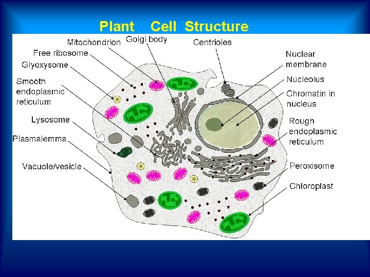 Plant Cell Structure 